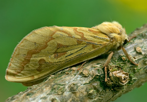 Hopfen-Wurzelbohrer (Hepialus humuli)