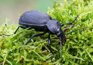 Lederlaufkäfer (Carabus coriaceus), 24.08.2014