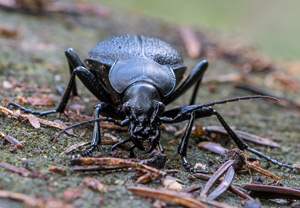 Lederlaufkäfer (Carabus coriaceus), 24.08.2014