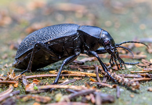 Lederlaufkäfer (Carabus coriaceus), 24.08.2014