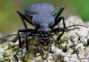 Lederlaufkäfer (Carabus coriaceus), 21.09.2014