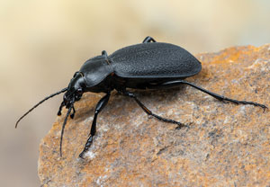 Lederlaufkäfer (Carabus coriaceus), 22.10.2022, Hönningen