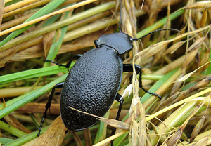 Lederlaufkäfer (Carabus coriaceus) &ndash; Foto 1