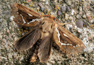 Kleiner Hopfen-Wurzelbohrer (Korscheltellus lupulina) &ndash; Foto 3