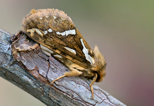 Kleiner Hopfen-Wurzelbohrer (Korscheltellus lupulina) &ndash; Foto 1