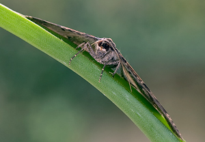 Großer Berberitzenspanner (Hydria cervinalis) &ndash; Foto 2