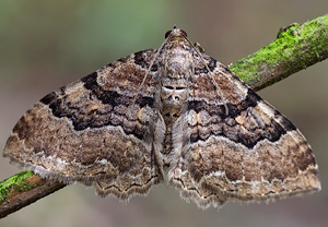 Großer Berberitzenspanner (Hydria cervinalis) &ndash; Foto 3