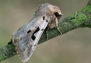 Gothica-Kätzcheneule (Orthosia gothica) – Foto 2