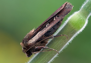 Hellrandige Erdeule (Ochropleura plecta) – Foto 2