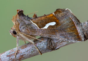 Schafgarben-Silbereule (Macdunnoughia confusa), 04.07.2019