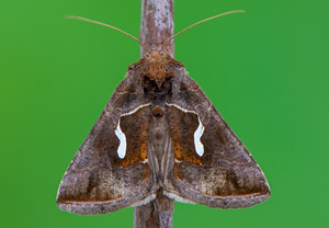 Schafgarben-Silbereule (Macdunnoughia confusa), 04.07.2019