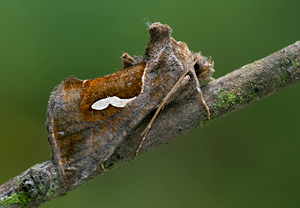 Schafgarben-Silbereule (Macdunnoughia confusa) &ndash; Foto 1