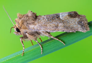Moorwiesen-Halmeulchen (Oligia fasciuncula), 08.06.2023, Hürth