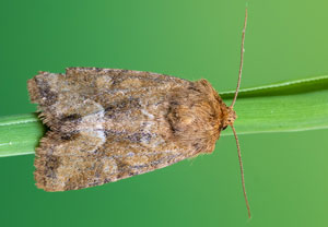 Moorwiesen-Halmeulchen (Oligia fasciuncula), 08.06.2023, Hürth