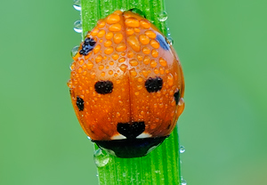 Siebenpunkt (Coccinella septempunctata) &ndash; Foto 2