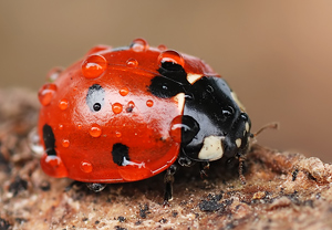 Siebenpunkt (Coccinella septempunctata) &ndash; Foto 1