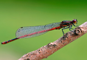 Pyrrhosoma nymphula