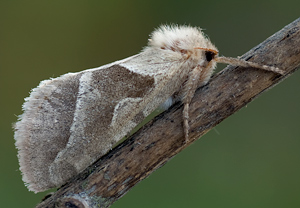 Ampfer-Wurzelbohrer (Triodia sylvina) – Foto 2