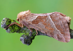 Ampfer-Wurzelbohrer (Triodia sylvina), 20.08.2019, Wyry