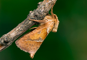 Ampfer-Wurzelbohrer (Triodia sylvina)