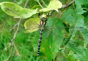 Blaugrüne Mosaikjungfer (Aeshna cyanea)