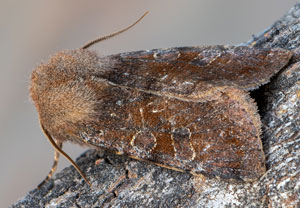 Variable Kätzcheneule (Orthosia incerta), 30.03.2021, Hürth