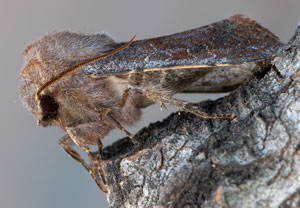 Variable Kätzcheneule (Orthosia incerta), 30.03.2021, Hürth
