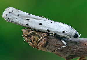 - (Myelois circumvoluta)