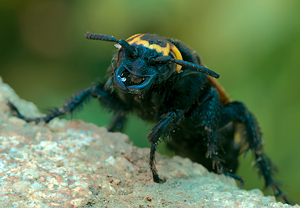 Gelbköpfige Dolchwespe (Megascolia maculata) &ndash; Foto 2