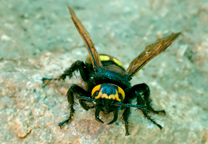 Megascolia maculata