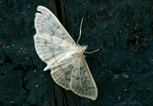 Nesselzünsler (Pleuroptya ruralis) &ndash; Foto 2