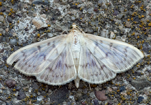 Nesselzünsler (Pleuroptya ruralis)