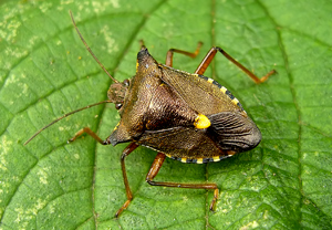 Rotbeinige Baumwanze (Pentatoma rufipes) &ndash; Foto 2