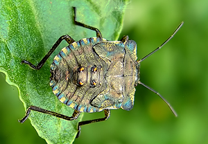 Rotbeinige Baumwanze (Pentatoma rufipes) &ndash; Foto 3