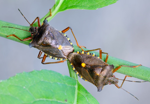 Rotbeinige Baumwanze (Pentatoma rufipes) &ndash; Foto 4