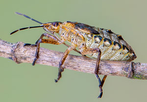 Rotbeinige Baumwanze (Pentatoma rufipes), 23.06.2019, Köln
