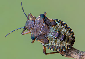 Rotbeinige Baumwanze (Pentatoma rufipes), 23.06.2019, Köln