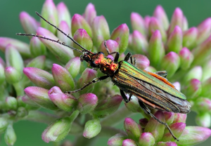 Grüner Scheinbockkäfer (Oedemera nobilis) &ndash; Foto 3