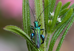 Grüner Scheinbockkäfer (Oedemera nobilis)