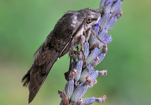 Taubenschwänzchen (Macroglossum stellatarum) &ndash; Foto 2
