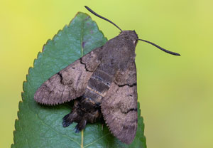 Taubenschwänzchen (Macroglossum stellatarum), 16.10.2021, Tossa de mar