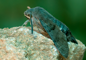 Taubenschwänzchen (Macroglossum stellatarum)