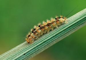 Hainbuchen-Kleinbärchen (Nola confusalis)