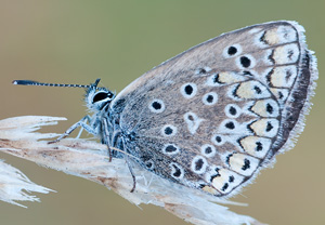 Hauhechel-Bläuling (Polyommatus icarus), 08.09.2012