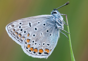 Hauhechel-Bläuling (Polyommatus icarus), 08.09.2012