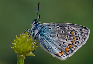 Hauhechel-Bläuling (Polyommatus icarus)