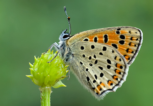 Brauner Feuerfalter (Lycaena tityrus)