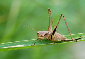 Korsische Schildschrecke (Thyreonotus corsicus) &ndash; Foto 1