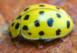 Zweiundzwanzigpunkt (Psyllobora vigintiduopunctata), 05.10.2012, Wyry