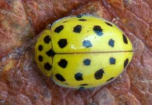 Zweiundzwanzigpunkt (Psyllobora vigintiduopunctata), 05.10.2012, Wyry